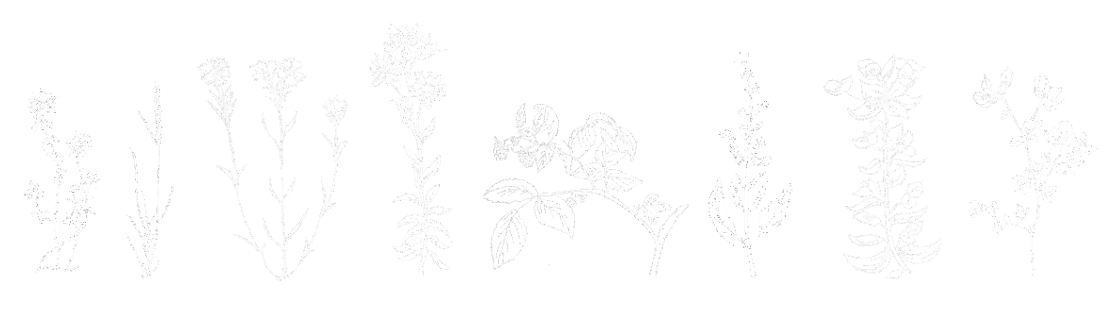 Celection Illustration